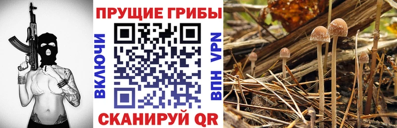 Псилоцибиновые грибы Psilocybine cubensis  Купить где  Электрогорск 